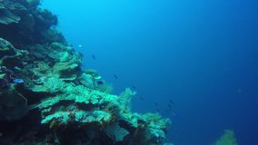 Underwater coral reef video 