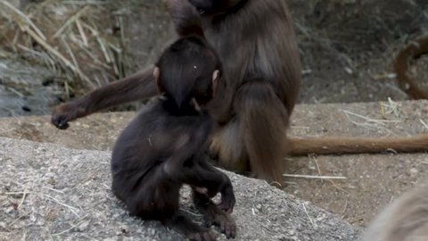A baby bleeding heart monkeys,  also called gelada baboons, sits on a rock facing right, and then it jumps down.