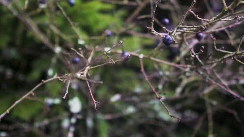 Wild blackthorn. Blue blackthorn berries on the branch at the late fall. Prunus spinosa (blackthorn, or sloe). The fruits of blackthorn (Prunus spinosa). prunus spinosa berries commonly known as black