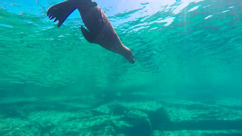 Mexico. Diving with seals in the sea of Cortez.