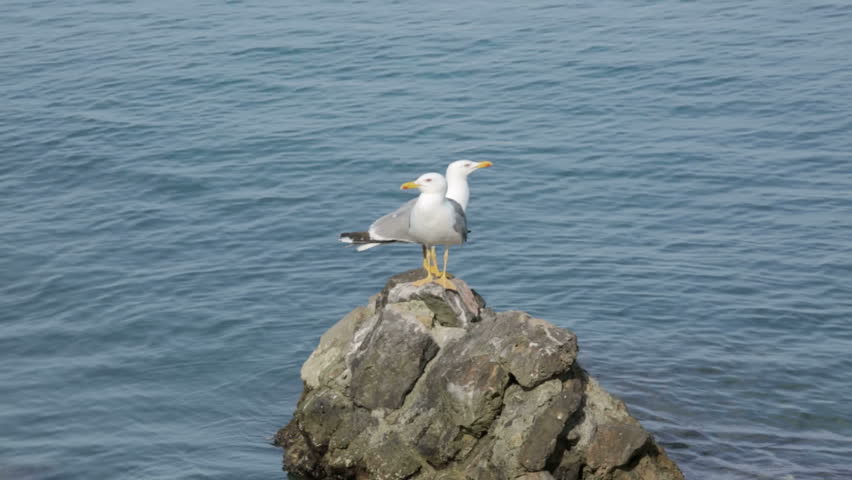 Seagulls standing on a rock along the Italian coast 