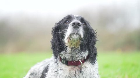 Close up shot of domesticated pedigree Irish Springer Spaniel with white and black fur, out for a walk in the fields.