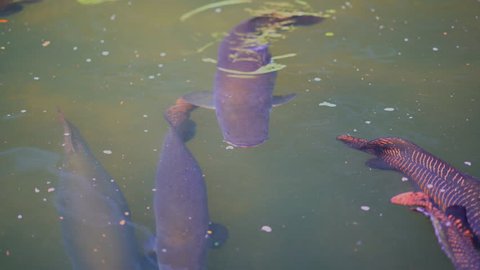Arapaima gigas or pirarucu fish swimming in pond. 