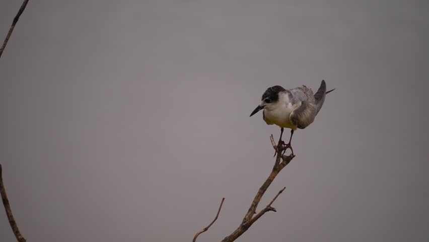 HD Slow motion. White winged black tern (Chlidonias leucopterus) flapping its wings on a branch. The bird moves its wings to keep the balance on top of a branch of a tree on the water of a river.