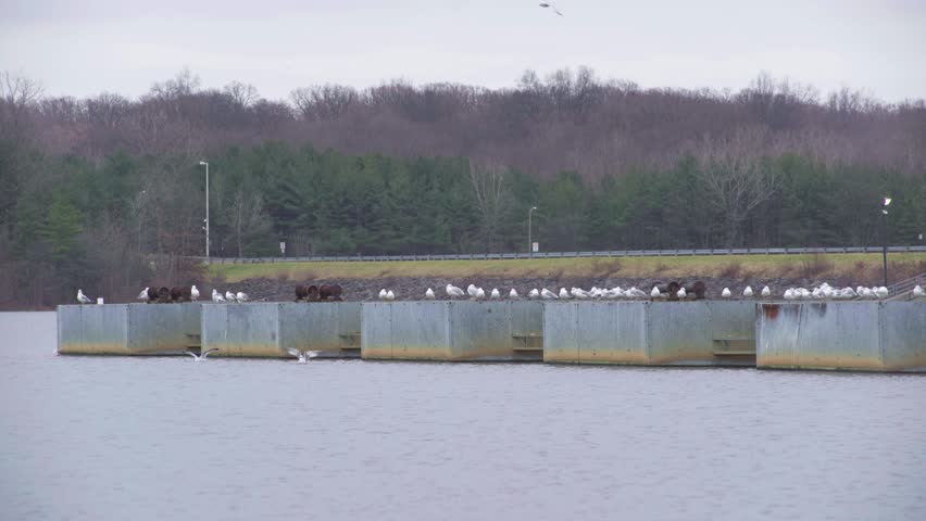 Seagulls on a Dock