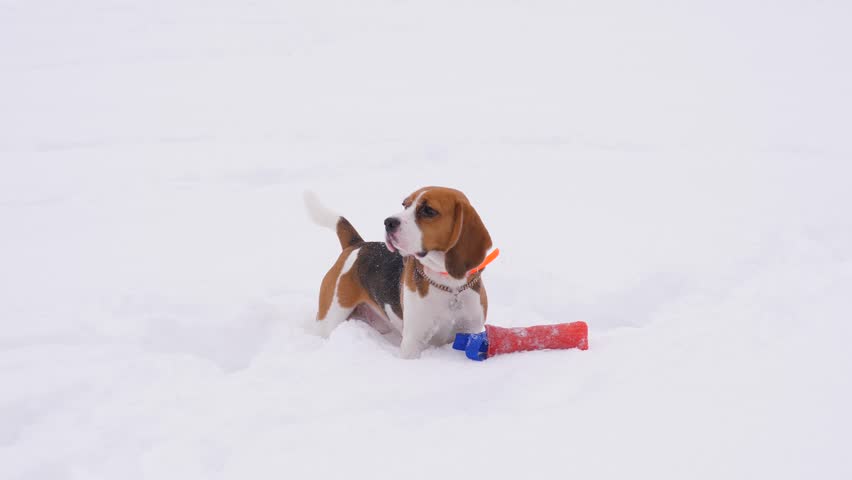 beagle drops toy