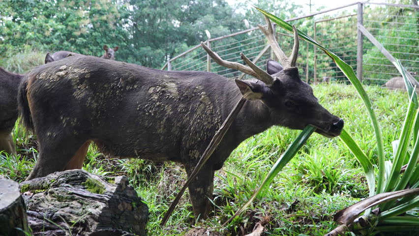 Sambar Deer Or Locally Known Stock Footage Video 100 Royalty Free 1021614736 Shutterstock