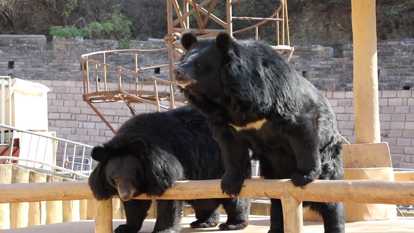 Bear Badaling Great Wall of China