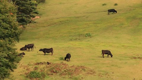 Cattle grazing in the mountains