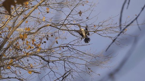 Cormorant arrives and sits on a tree. Slow motion