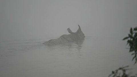 One Horned Rhinoceros, dears and foggy river at Kaziranga National Park, Assam, India Circa December 2018