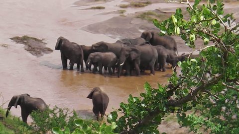 Herd of African elephants crossing a river in Tarangire National Park of Tanzania in Africa.