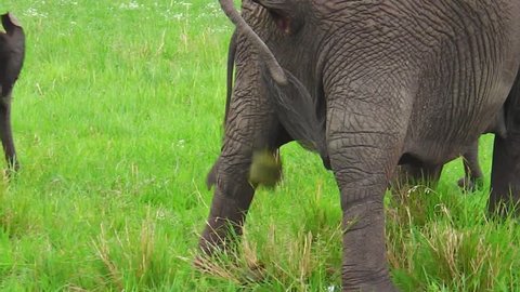 African elephant defecating in Tarangire National Park of Tanzania in Africa.