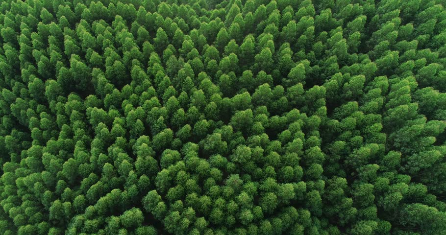 Aerial top view of waving summer green trees in a forest Royalty-Free Stock Footage #1021633999