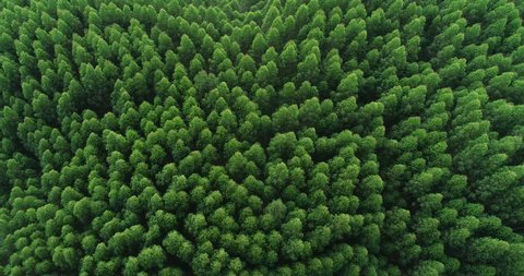 Aerial top view of waving summer green trees in a forest