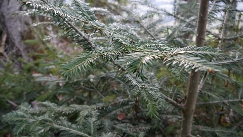 Spruce close-up in the forest, bottom-up movement
