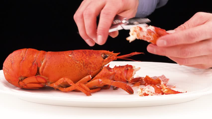 Man hands using the lobster cracker to crack the claws shell. Then getting the fresh meat out of it. Isolated on the black background.
