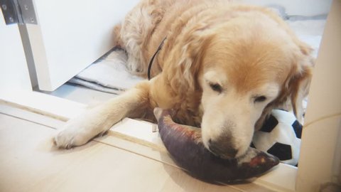 11 Years Old Senior Golden Retriever Dogs playing with mackerel stuffed animal