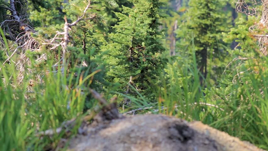 green grass with wind in frong of mountain side in washington state summer