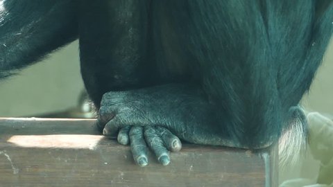 Camera shot starts at bonobo's feet and tilts up to its face. It is sitting on a wood platform.
