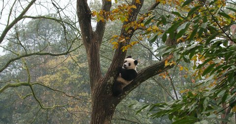 One giant panda bear sitting on the branch in the tree and winter time, wild panda clip in the rural nature, 4k Giant panda bear in Sichuan China wild nature clips 