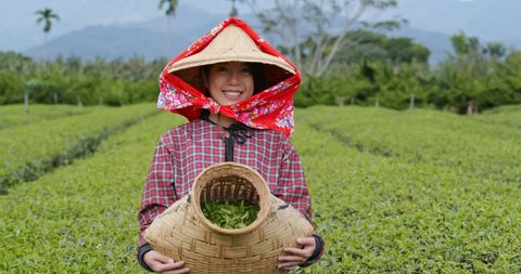 Happy woman holding the harvest in the tea farm