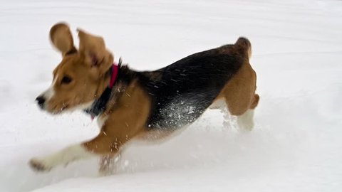 Beagle Dog Running through High snow in winter forest