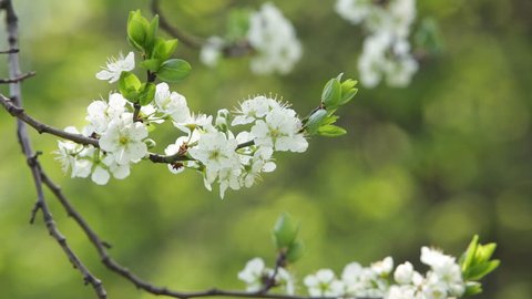 blooming tree in spring with white flowers