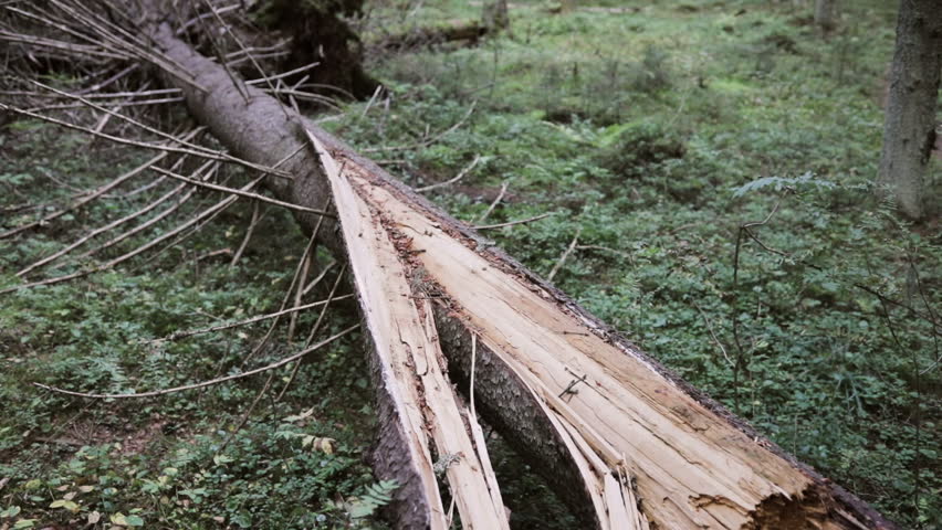 Descending tilt view of a fallen tree, in the middle of the green gold, finnish forests, in Finland