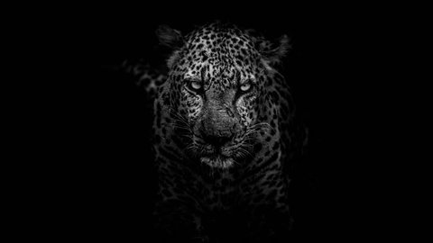 Cinemagraph of Leopard on black and white