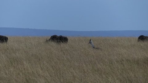 A Secretary bird walks in the savannah near a group of African buffaloes