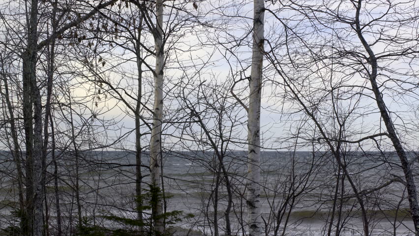Focus on winter trees on shoreline with fresh-water waves breaking on Lake Superior in background, Upper Peninsula, Michigan. 4K UHD