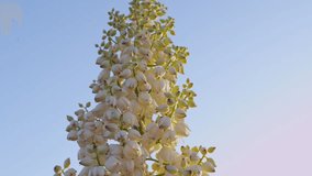 Chaparral Yucca or the Lord's Candle in bloom during a southern Californian spring.  Shot handheld and in slow motion. 
