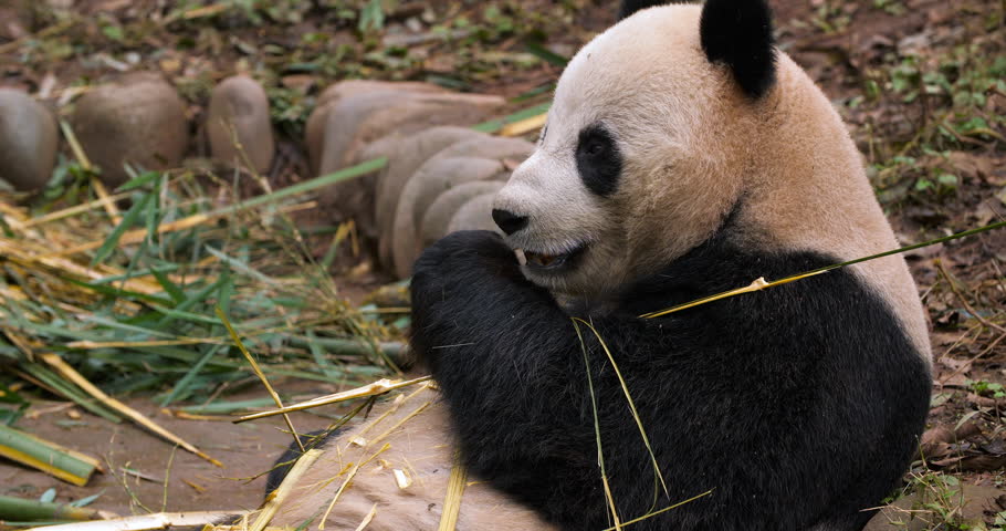 panda-bear-eating-bamboo-on-the-ground-image-free-stock-photo