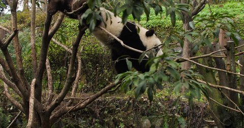 One lovely giant panda bear cub playing in the tree then falling on the ground at Sichuan China, adorable lovely panda fun footages 4k