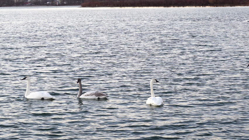 Trampeter swans including parent birds and young cygnet swimming along the shore of Lake Ontario in Toronto, Canada