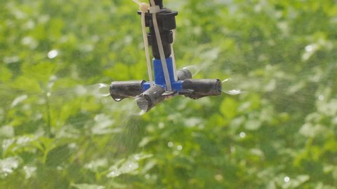 Springer water system working in hydroponic vegetable farm