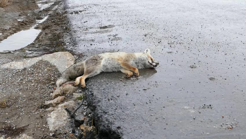 animal slaughter, the car hit a fox, people kill animals, cars on the main road are hurting animals, killing them,