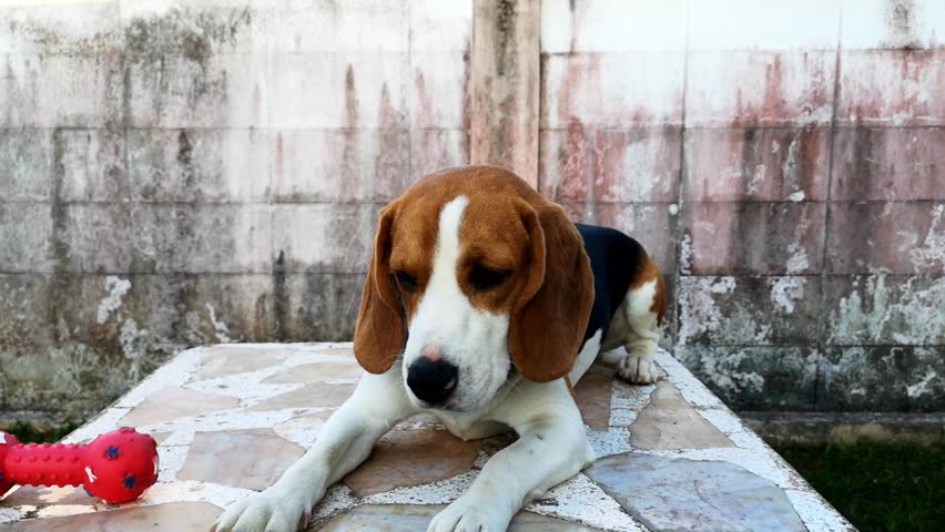 serbian tricolour hound