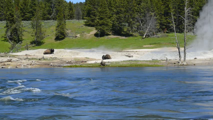 Bisons in the vicinity of the hot springs, Mud Volcano Area, Scenic Landscapes of Geothermal activity of Yellowstone National Park, USA, UNESCO World Heritage Site
