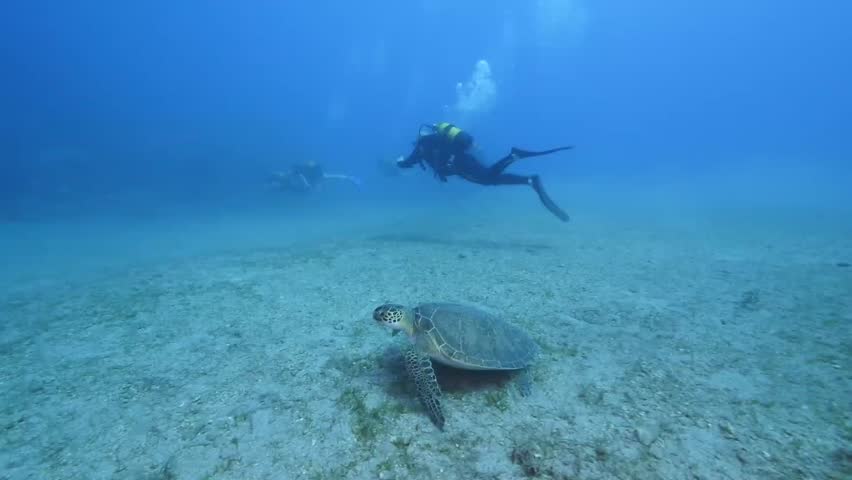 turtle underwater with scuba divers around watching and taking photos blue ocean scenery animal and human