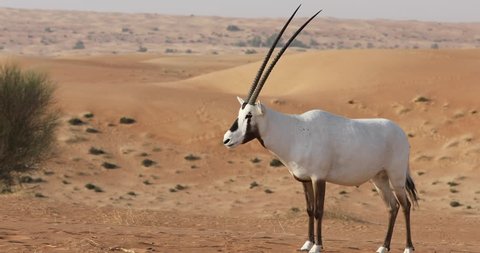 Two of rare white Arabian oryx busking in the Dubai Desert Conservation Area. Dubai, UAE.