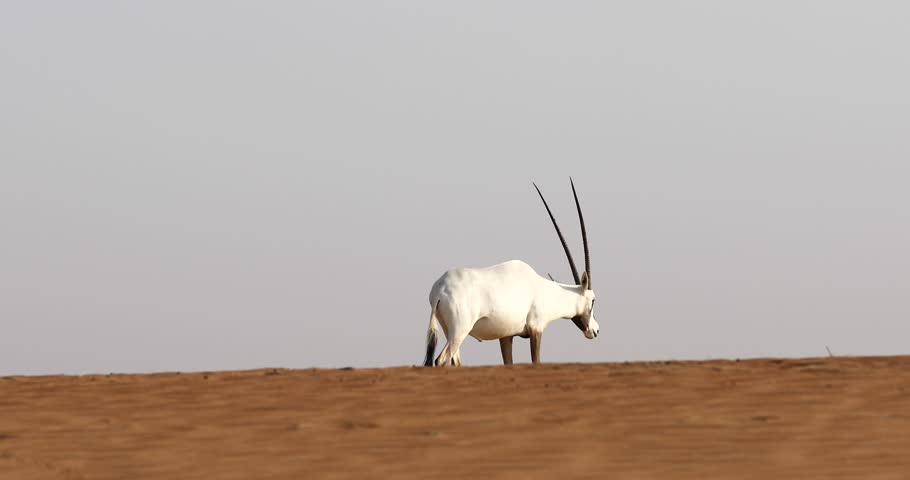 Rare white Arabian oryx walking on a dune in the Dubai Desert Conservation Area. Dubai, UAE. Royalty-Free Stock Footage #1021716709