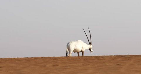 Rare white Arabian oryx walking on a dune in the Dubai Desert Conservation Area. Dubai, UAE.