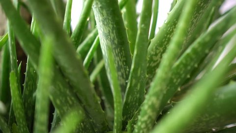 Aphids Movement On Kalanchoe Flower Stock Footage Video 100 Royalty Free 19797793 Shutterstock