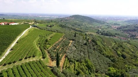 Drone shot of Valpolicella or Tuscany vineyards