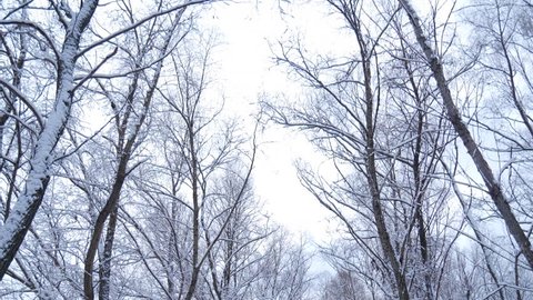 The Forest in Winter