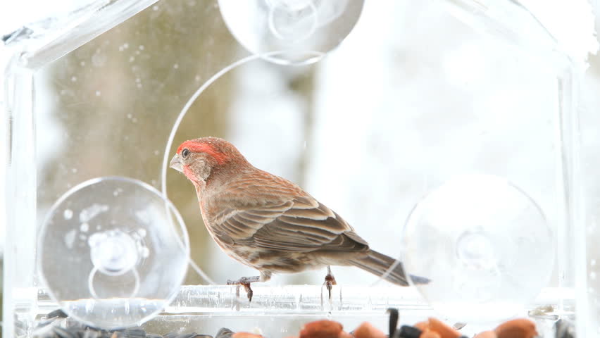Closeup of scared red male house finch bird perched on glass window feeder perch, taking in beak, jumping inside and eating sunflower seeds in snow, snowing weather in Virginia