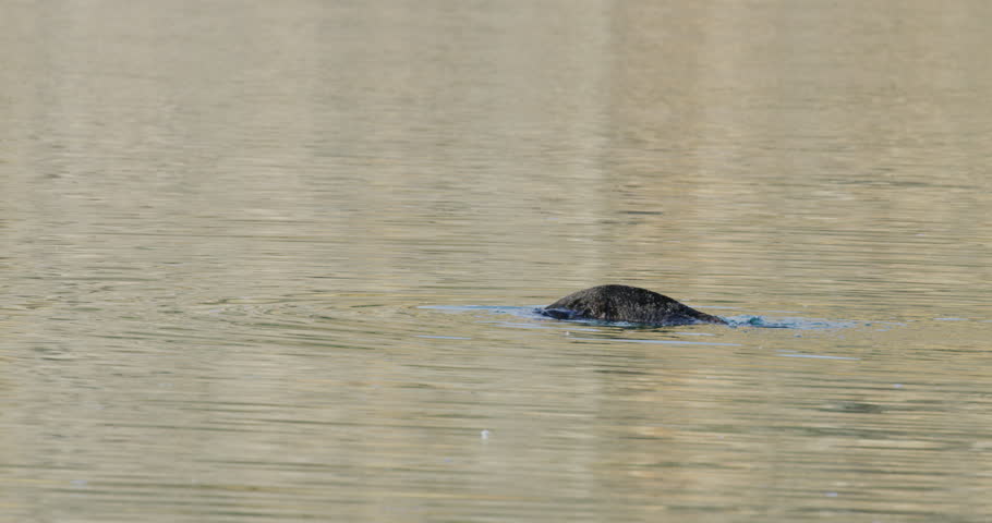 Slowmotion of sea otters in Morro Bay, California