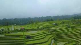 Aerial video in an amazing landscape. Rice terraces top view with a drone. Bali, Indonesia